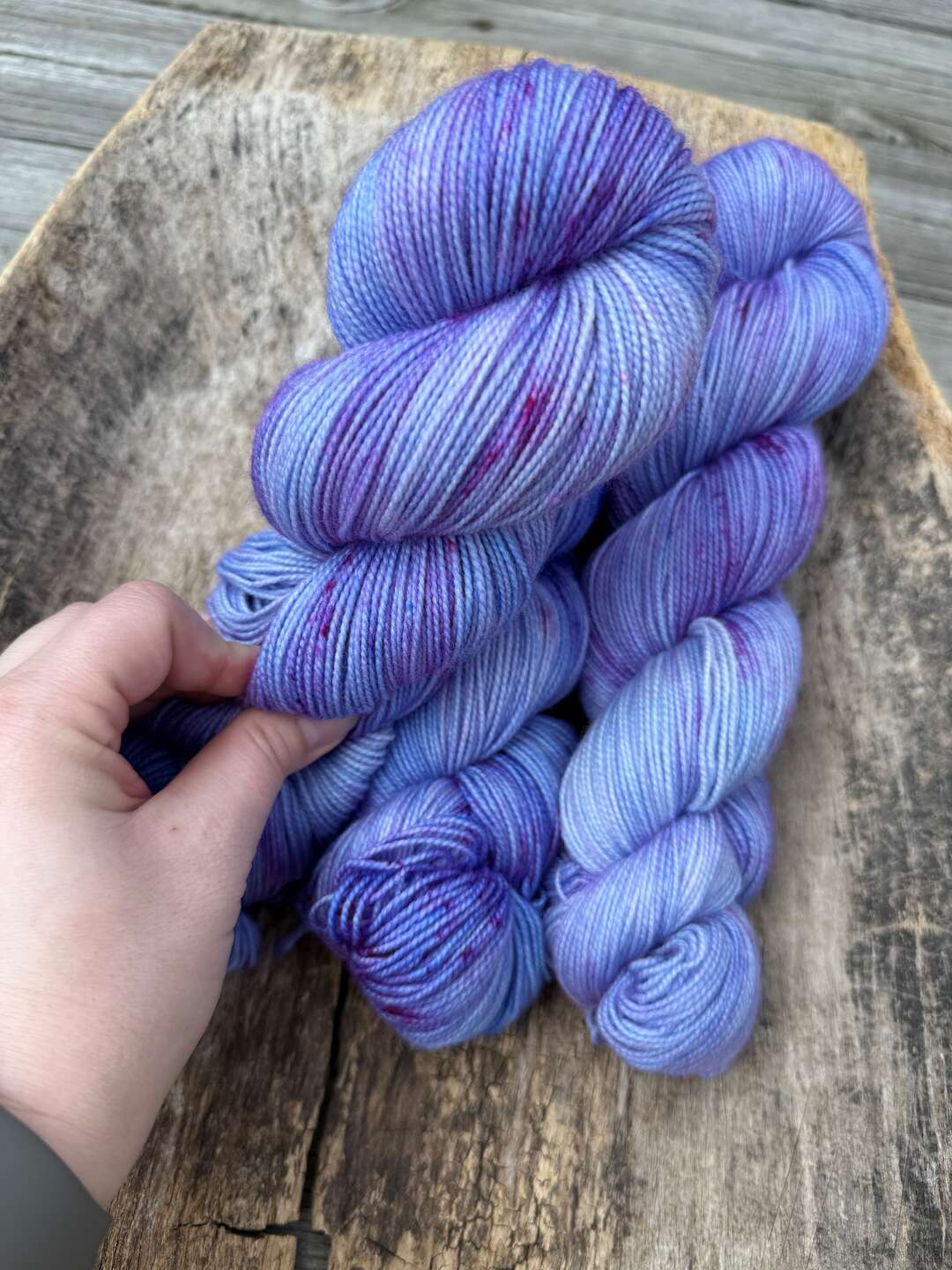 Goldsock - Delphinium